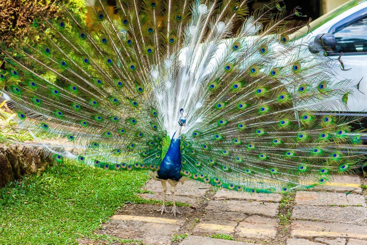 Pousada Villa D'Amore Monte Verde  Kültér fotó